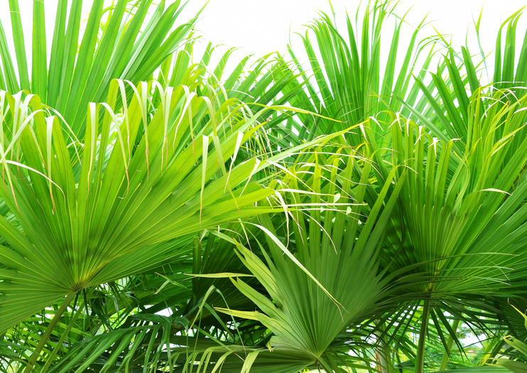 Arboretum de Palmiers Gizella Kopsick